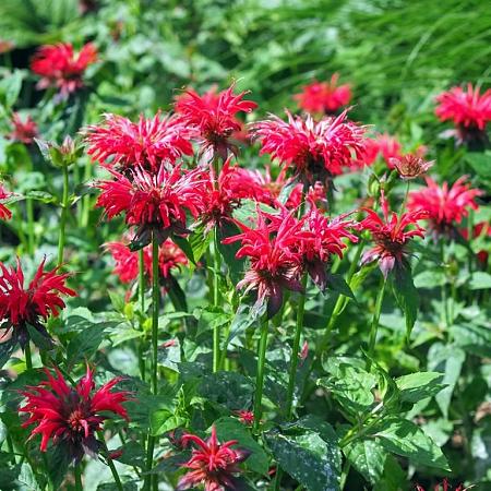 Monarda 'Cambridge Scarlet' Pot 9 cm