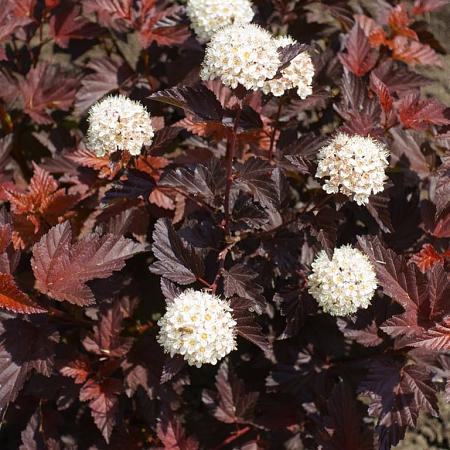 Physocarpus opulif. 'Red Baron' Pot 10 liter 80 - 100 cm