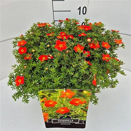 Potentilla f. 'Red Ace' Pot 10 liter
