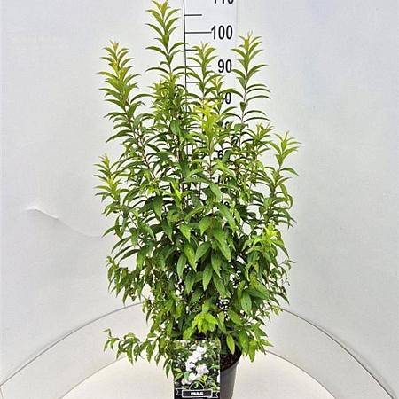 Prunus glandulosa 'Alba Plena' Pot 10 liter 80 - 100 cm