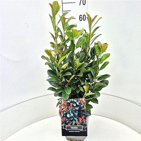 Prunus l. Bonaparte Pot 7,5 Liter 