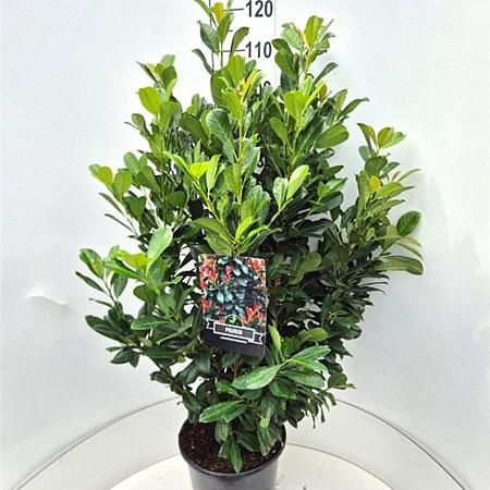 Prunus l. Bonaparte Pot 15 liter 