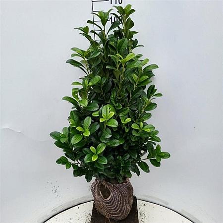 Prunus l. Bonaparte Kluit 80 - 100 cm