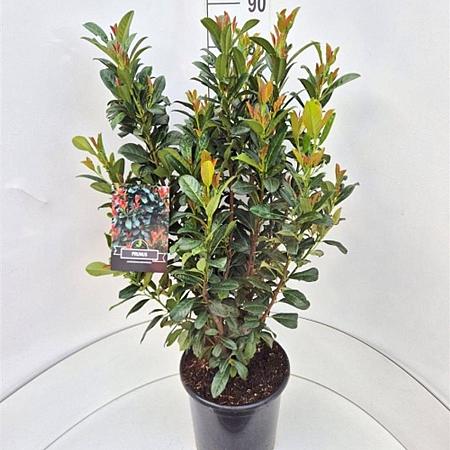 Prunus l. Bonaparte Pot 15 liter 80 - 100 cm