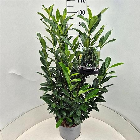 Prunus l. Elly Pot 10 liter 80 - 100 cm