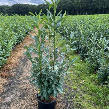 Prunus l. Elly Pot 15 liter 125 - 150 cm