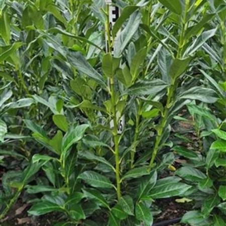 Prunus l. Genolia Kluit 80 - 100 cm