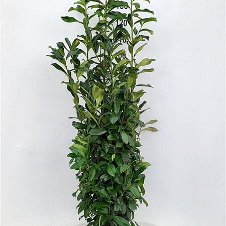 Prunus l. Genolia Kluit 125 - 150 cm