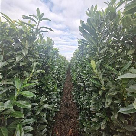 Prunus l. Genolia Kluit 200 - 225 cm