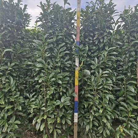 Prunus l. Genolia Kluit 200 - 225 cm