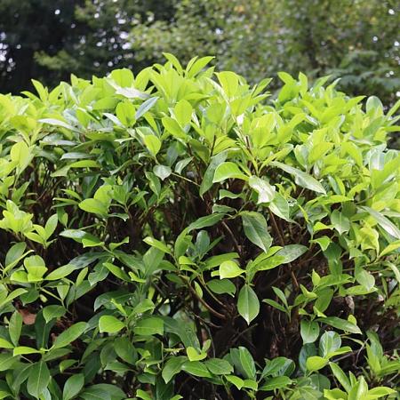 Prunus l. 'Herbergii' Kluit 100 - 125 cm