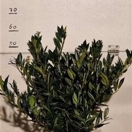 Prunus l. 'Otto Luyken' Kluit 50 - 60 cm