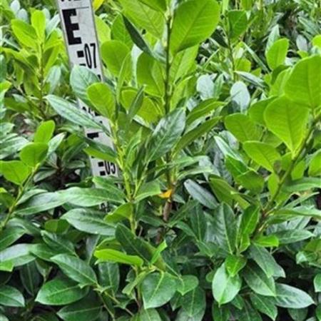 Prunus l. 'Rentan' Kluit 60 - 80 cm