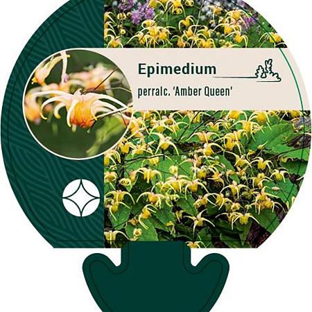 Epimedium perralc. 'Amber Queen' Pot 9 cm