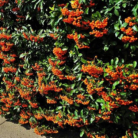 Pyracantha cocc. 'Red Cushion' Pot 2 Liter40 - 60 cm