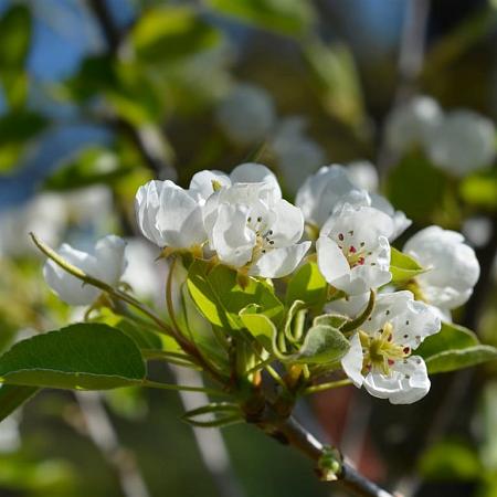 Pyrus communis Halfstam (Stamomtrek 14-16 cm)