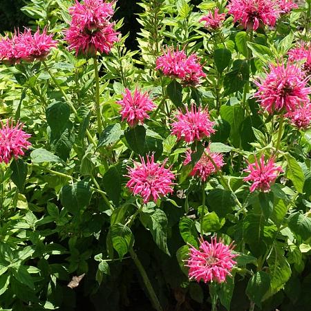 Monarda 'Croftway Pink' Pot 9 cm