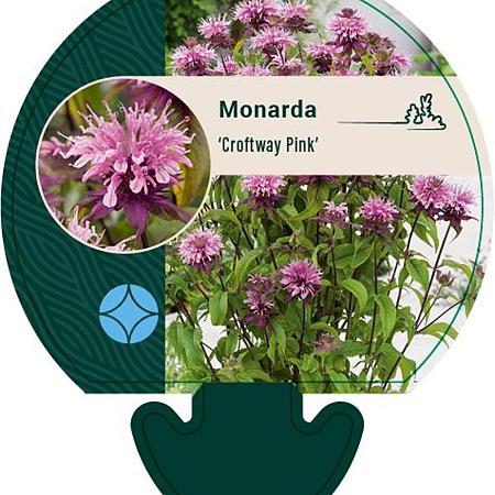 Monarda 'Croftway Pink' Pot 9 cm