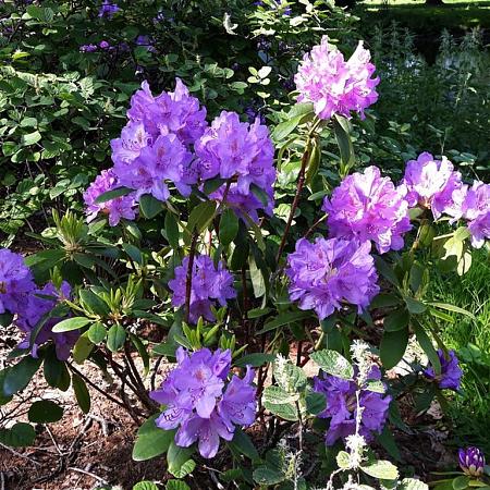 Rhododendron 'Catawb. Grandiflorum' Pot 7,5 Liter 50 - 60 cm