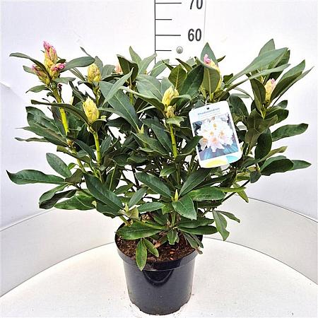 Rhododendron 'Cunningham's White' Pot 10 liter 50 - 60 cm