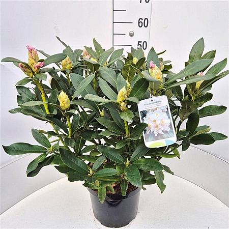 Rhododendron 'Cunningham's White' Pot 10 liter 50 - 60 cm