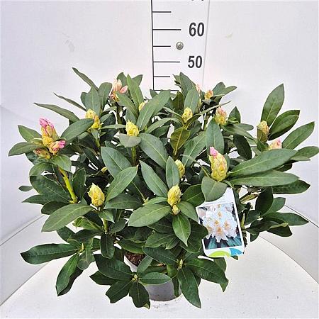 Rhododendron 'Cunningham's White' Pot 10 liter 50 - 60 cm
