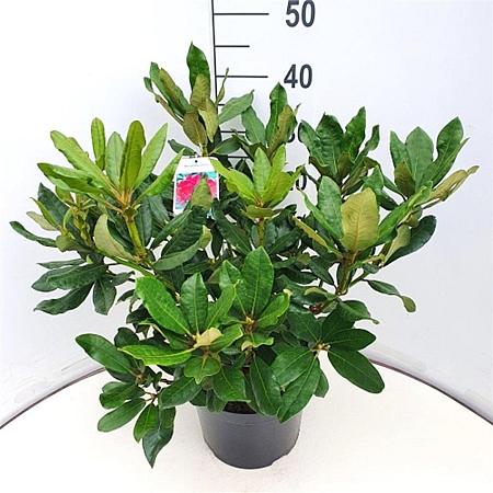 Rhododendron 'Nova Zembla' Pot 7,5 Liter 40 - 50 cm