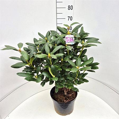 Rhododendron 'Roseum Elegans' Pot 10 liter 60 - 80 cm
