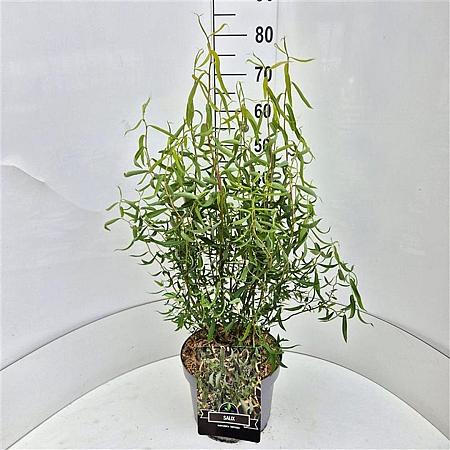 Salix babylonica 'Tortuosa' Pot 10 liter 60 - 80 cm