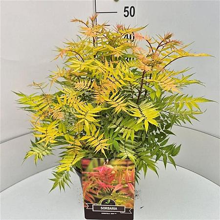 Sorbaria sorbif. 'Sem' Pot 10 liter 40 - 50 cm