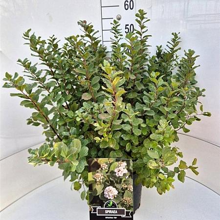 Spiraea betulifolia 'Tor' Pot 10 liter