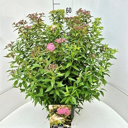 Spiraea jap. 'Genpei' Pot 10 liter 50 - 60 cm