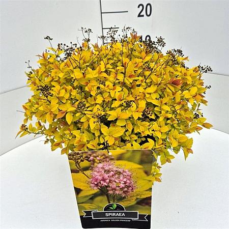 Spiraea jap. 'Golden Princess' Pot 10 liter 40 - 50 cm