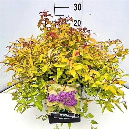 Spiraea jap. 'Goldflame' Pot 10 liter 40 - 50 cm