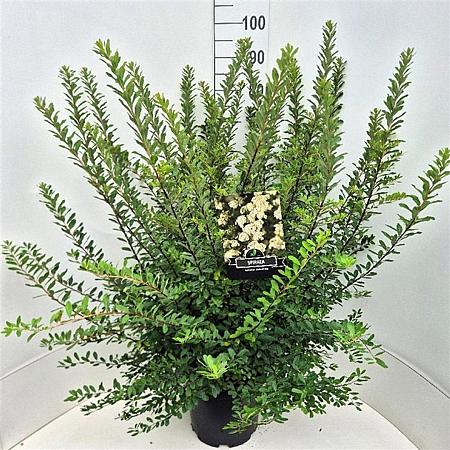 Spiraea nipp. 'Snowmound' Pot 10 liter 80 - 100 cm