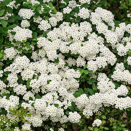 Spiraea nipp. 'Snowmound' Pot 10 liter 80 - 100 cm