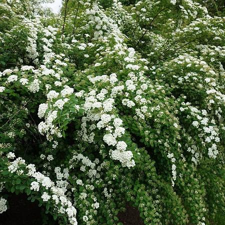 Spiraea vanhouttei Pot 5 Liter 80 - 100 cm