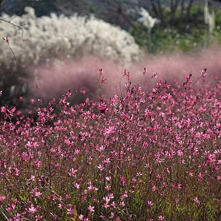 Gaura l. 'Tutti Frutti' Pot 9 cm