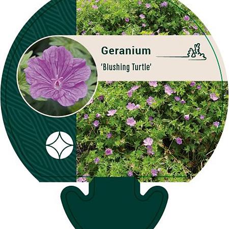 Geranium 'Blushing Turtle' Pot 9 cm