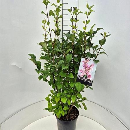 Syringa josikaea Pot 10 liter 80 - 100 cm