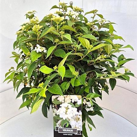 Viburnum plic. 'Watanabe' Pot 10 liter