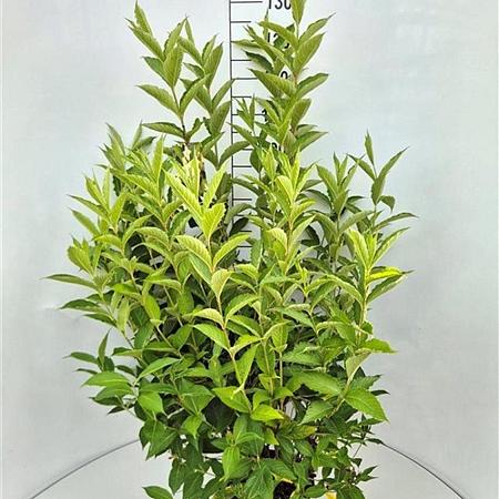 Weigela 'Candida' Pot 10 liter 100 - 125 cm