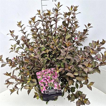 Weigela florida 'Nana Purpurea' Pot 10 liter 40 - 50 cm