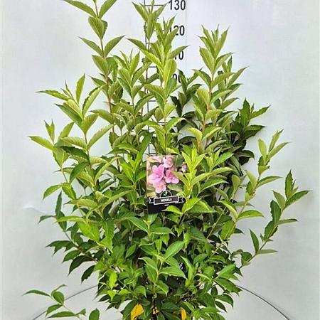 Weigela 'Rosea' Pot 10 liter 100 - 125 cm
