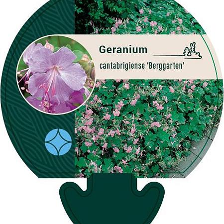 Geranium cant. 'Berggarten' Pot 9 cm