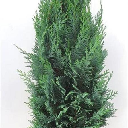 Chamaecyparis l. 'Columnaris' Kluit 80 - 100 cm