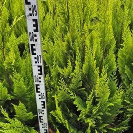 Chamaecyparis l. 'Ivonne' Kluit 80 - 100 cm