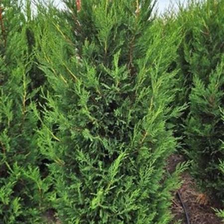 Cupressocyparis l. 'Tweeduizendéén' Kluit 175 - 200 cm