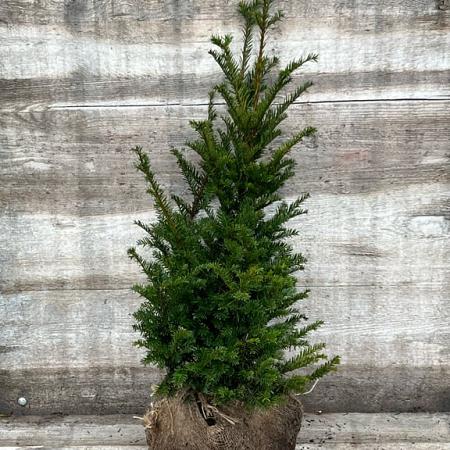 Taxus baccata Kluit 50 - 60 cm