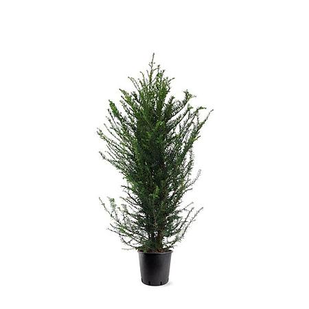 Taxus baccata Pot 10 liter 100 - 125 cm